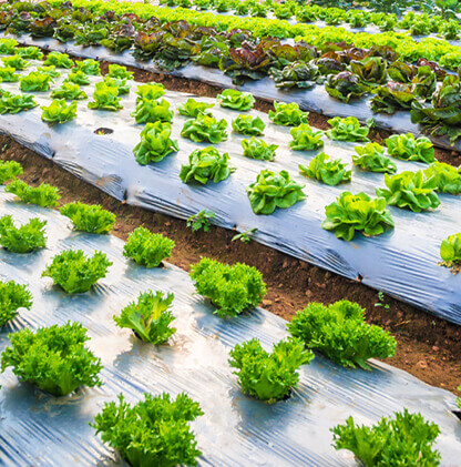 Agricultural sheets